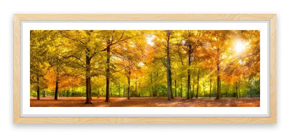 Leaves of fall