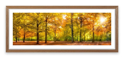 Leaves of fall