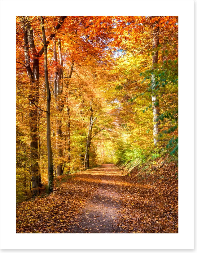 Fall light falling