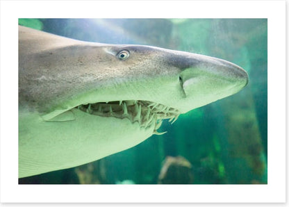 Shark face