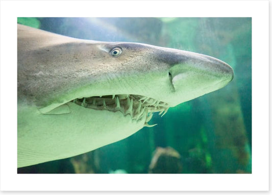 Shark face