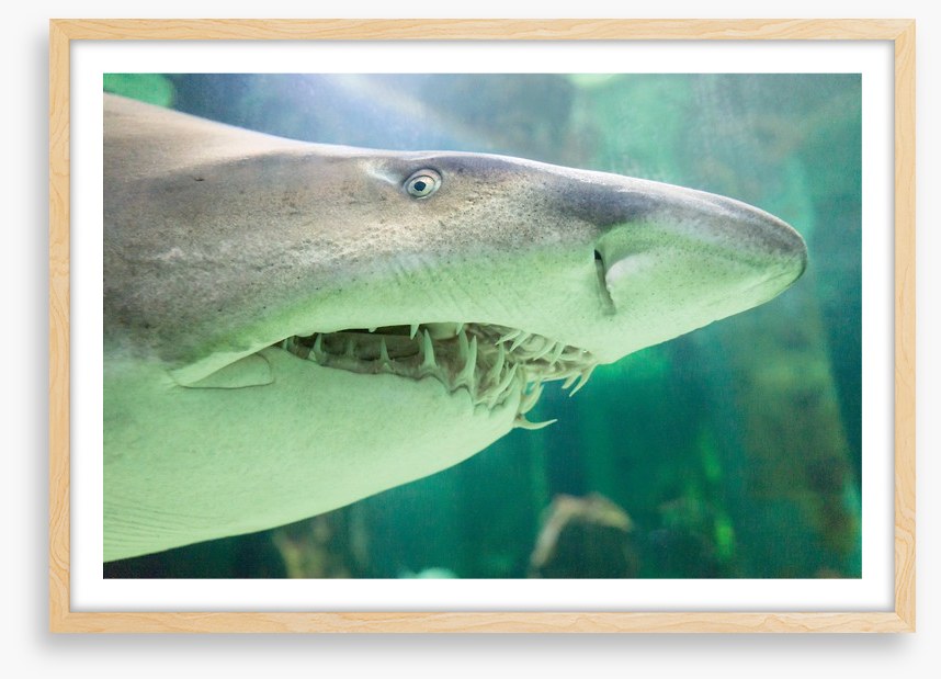 Shark face