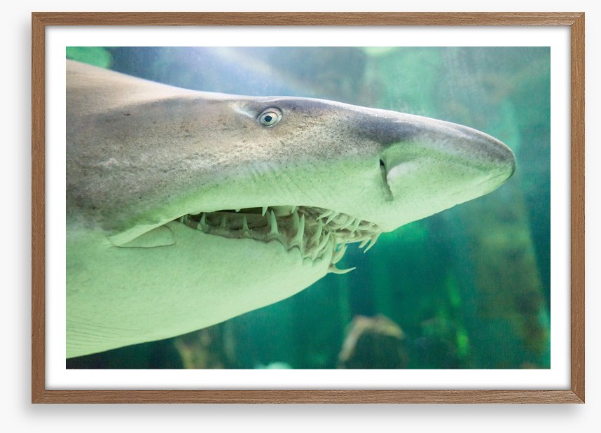 Shark face
