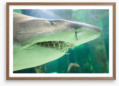 Shark face