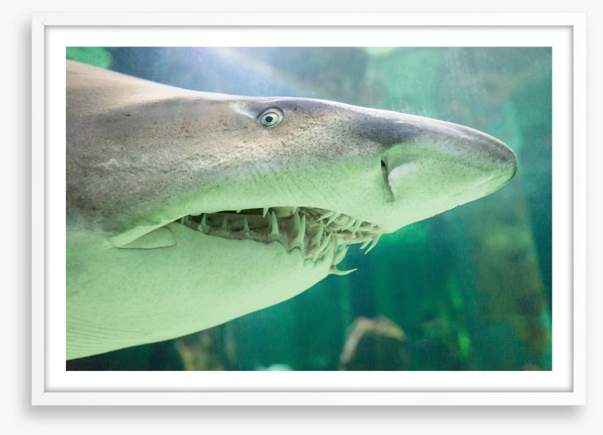 Shark face