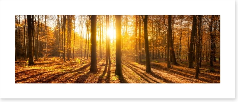 Autumn shadows panorama
