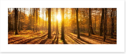 Autumn shadows panorama