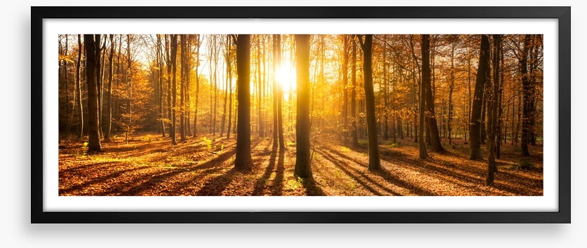 Autumn shadows panorama