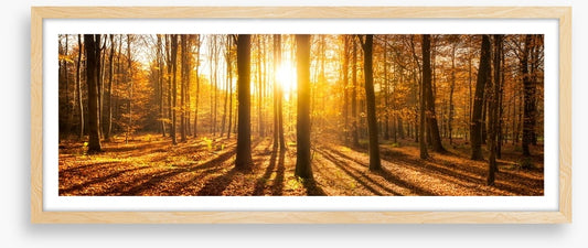 Autumn shadows panorama