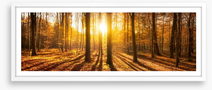 Autumn shadows panorama