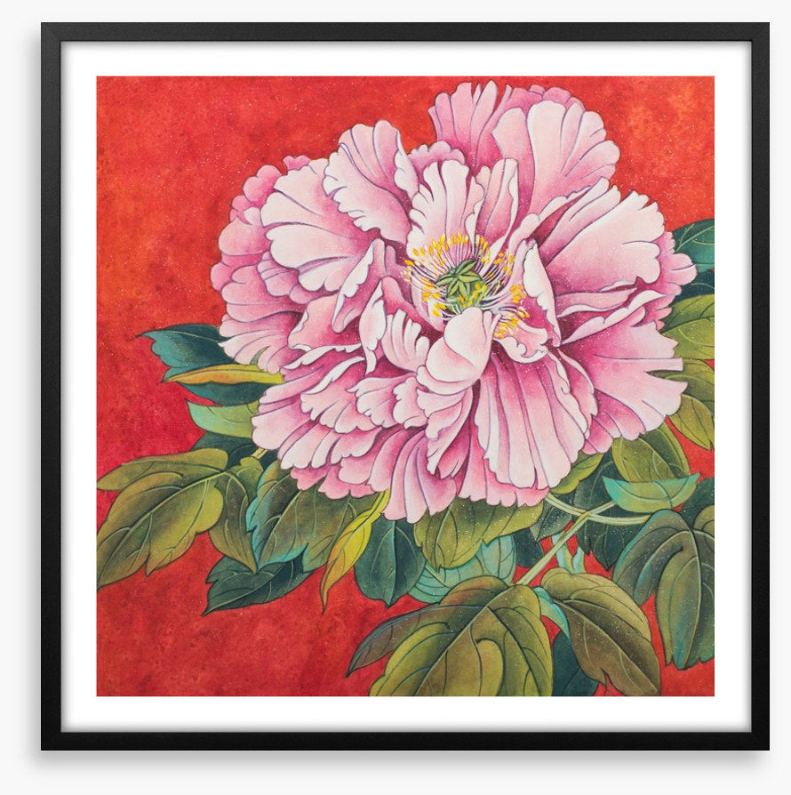 Peony on red