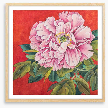 Peony on red
