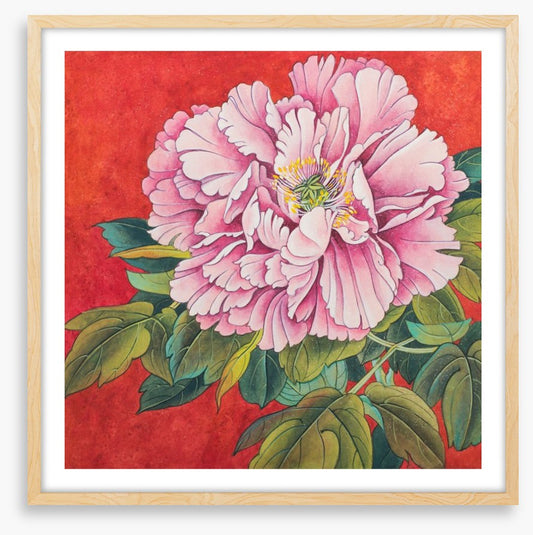 Peony on red