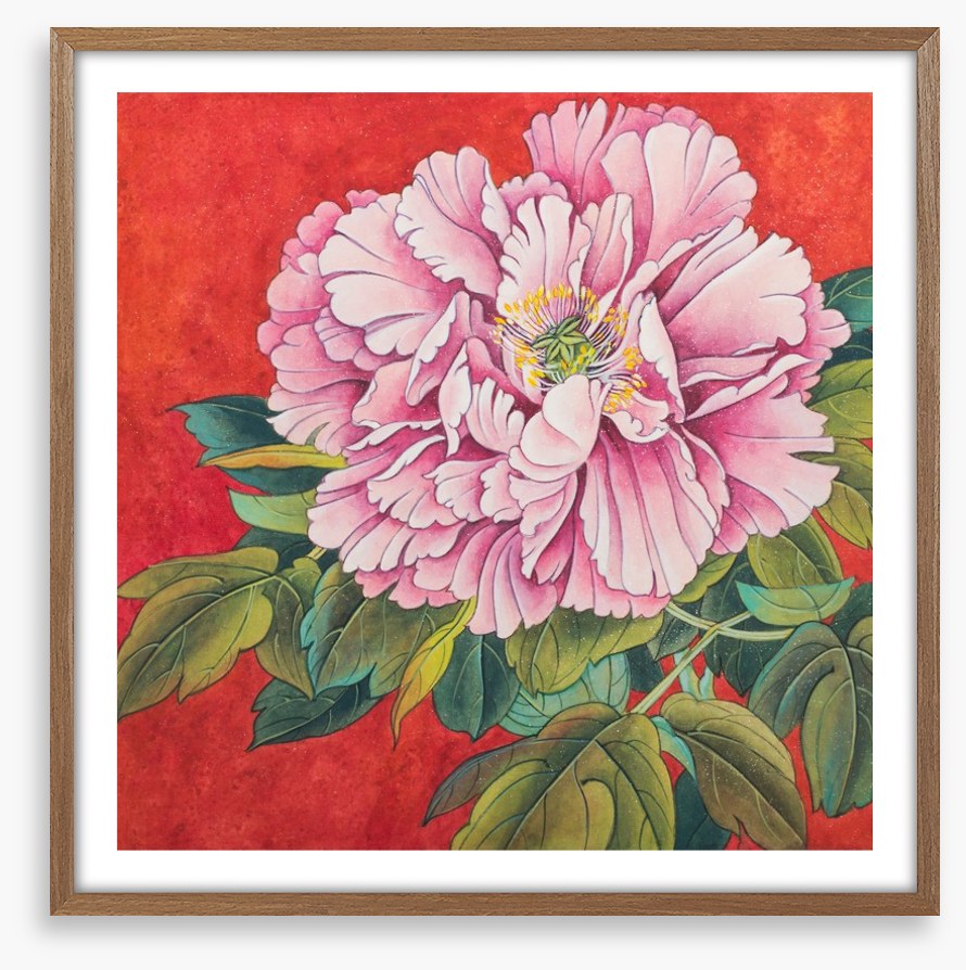 Peony on red