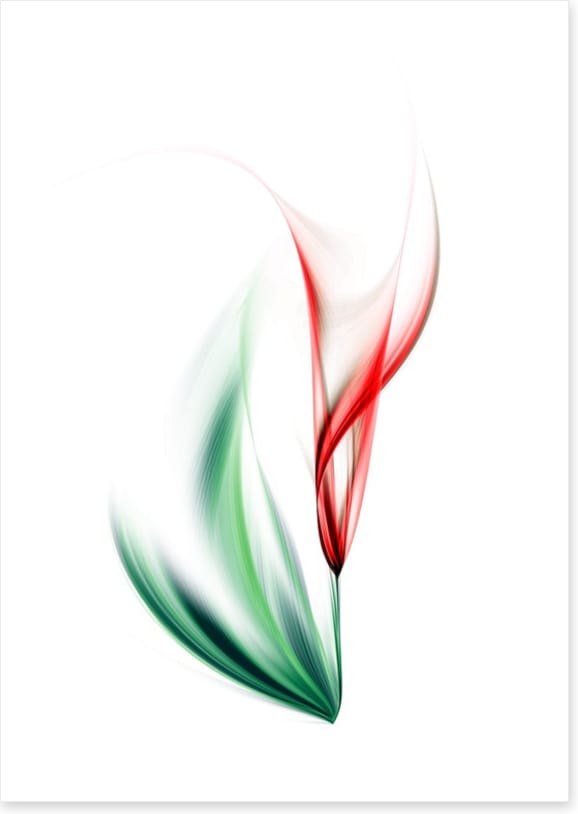 One red tulip