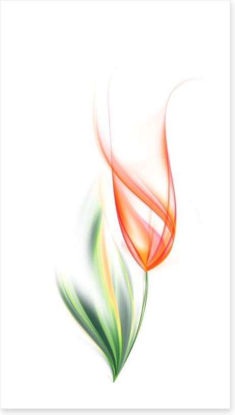 One orange tulip