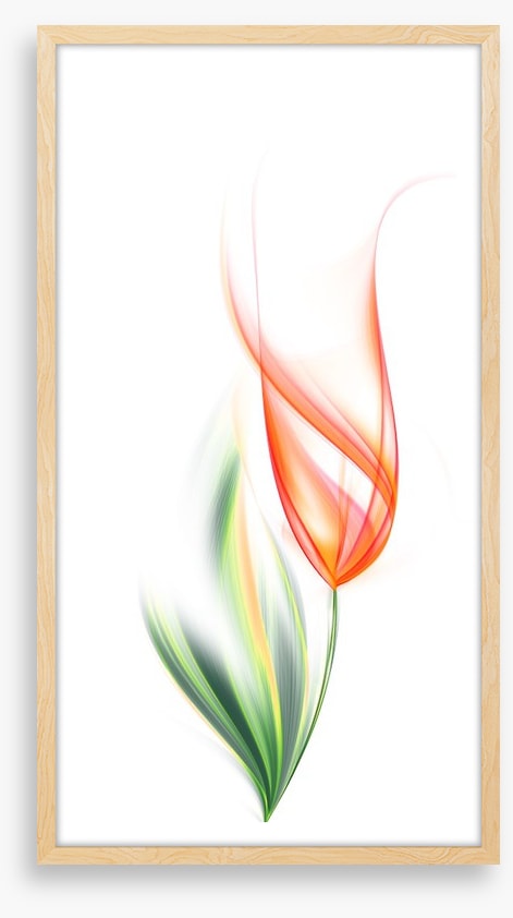 One orange tulip