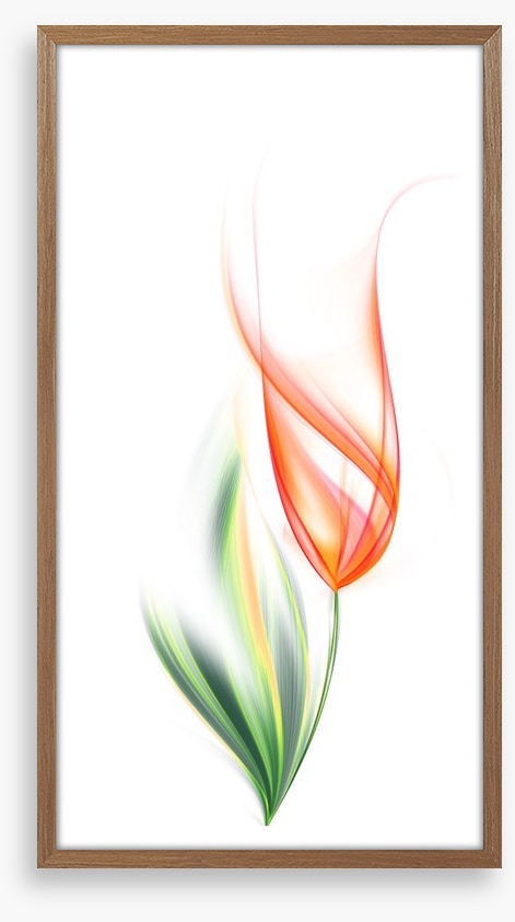 One orange tulip
