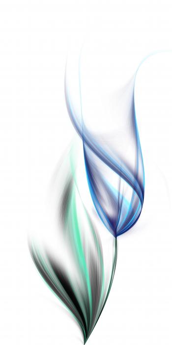 One blue tulip