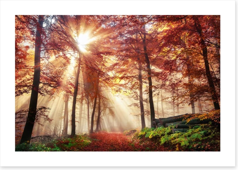 Autumn forest sunlight