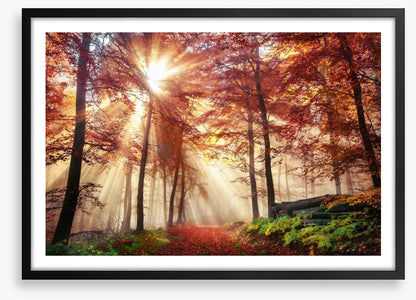 Autumn forest sunlight