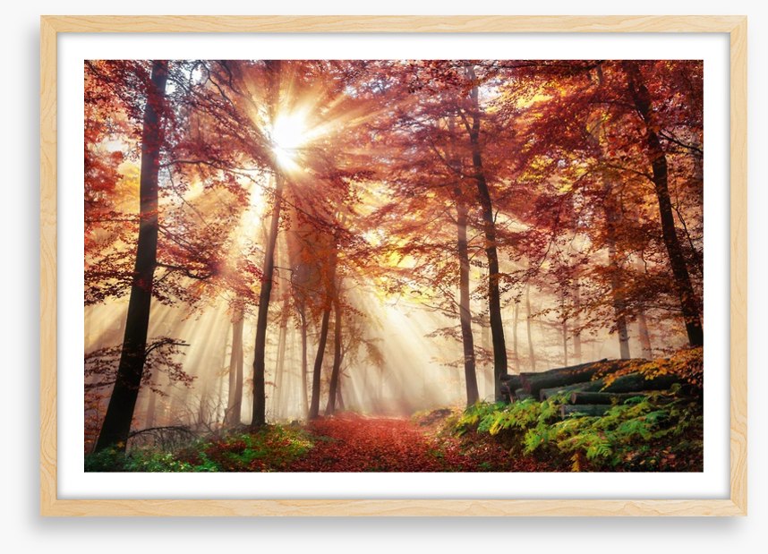 Autumn forest sunlight