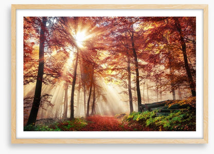Autumn forest sunlight