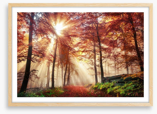 Autumn forest sunlight