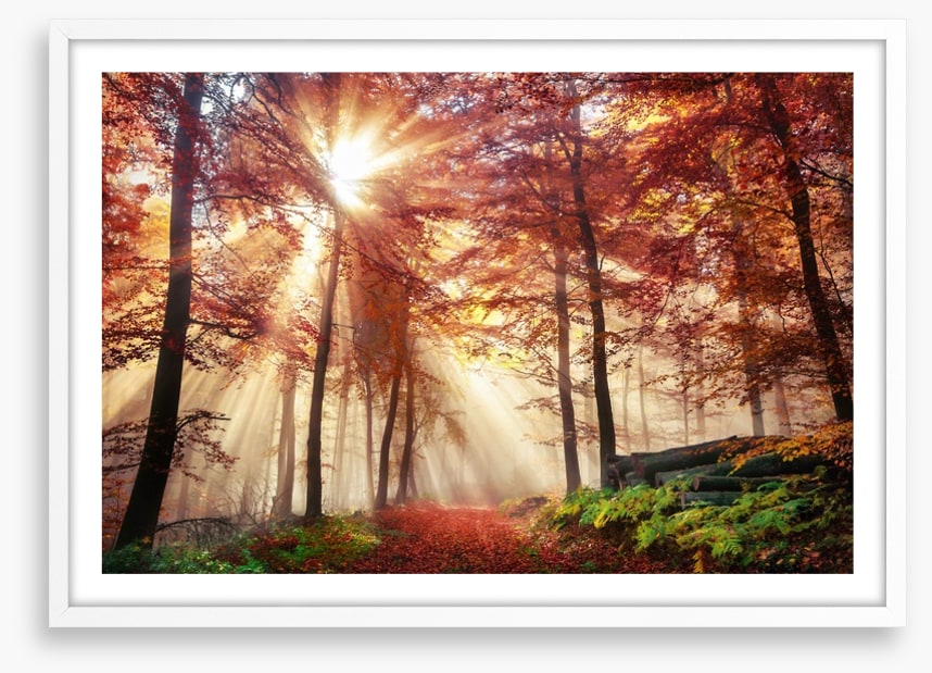Autumn forest sunlight