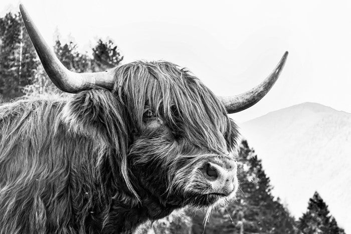 Bad hair day