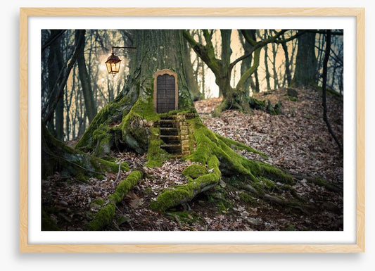 The fairy forest