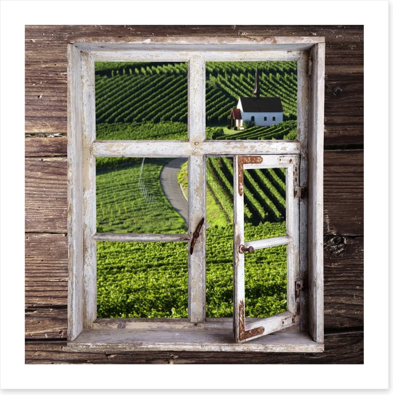 View of the vineyard