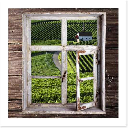 View of the vineyard