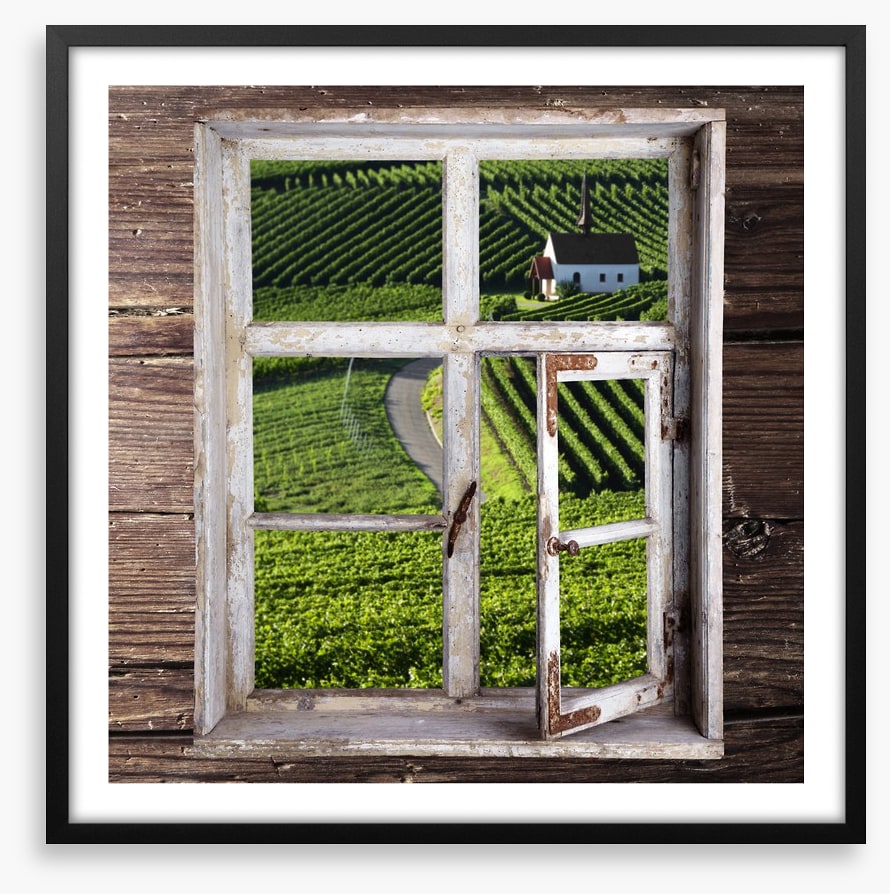 View of the vineyard