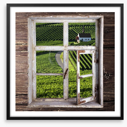 View of the vineyard