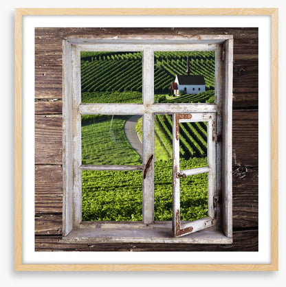 View of the vineyard