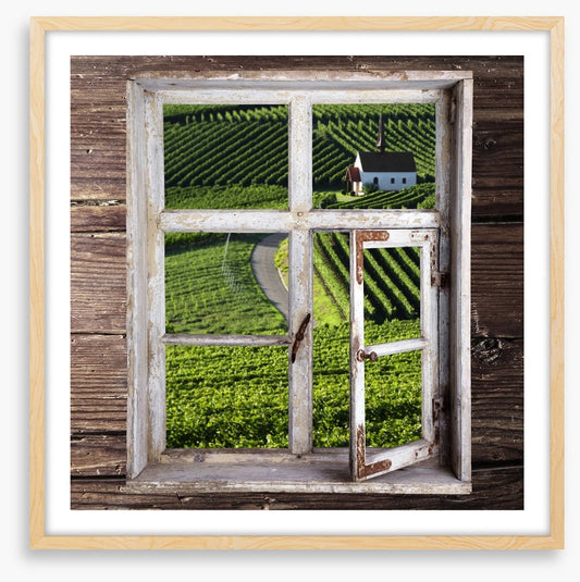 View of the vineyard