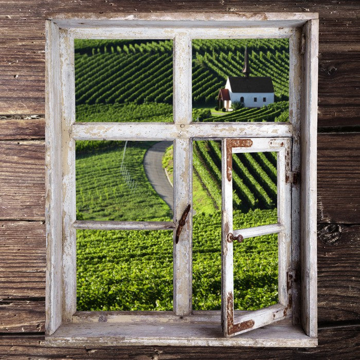 View of the vineyard