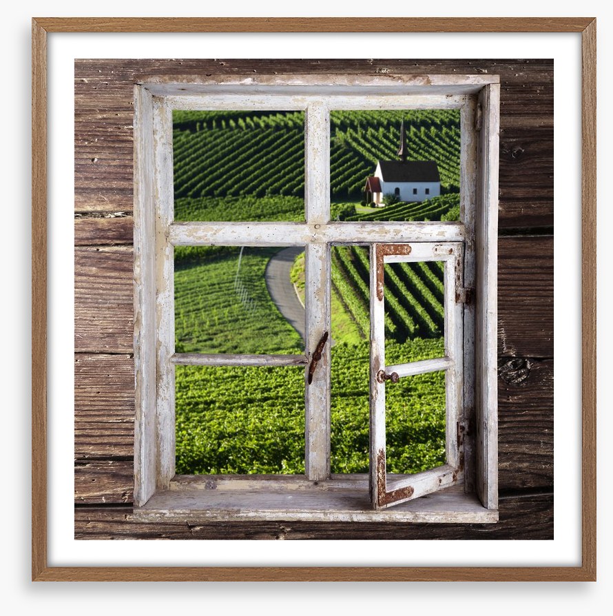 View of the vineyard