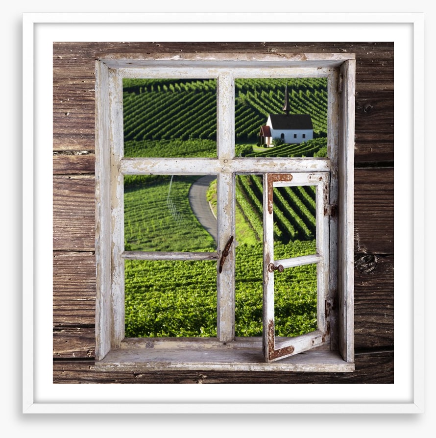 View of the vineyard