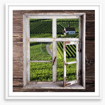 View of the vineyard