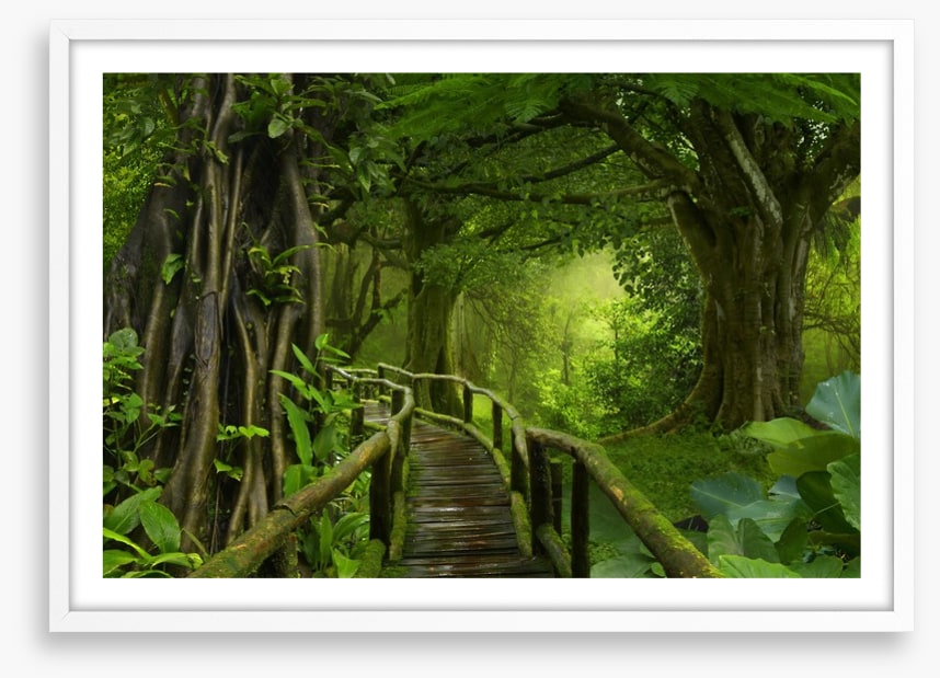 Through the jungle