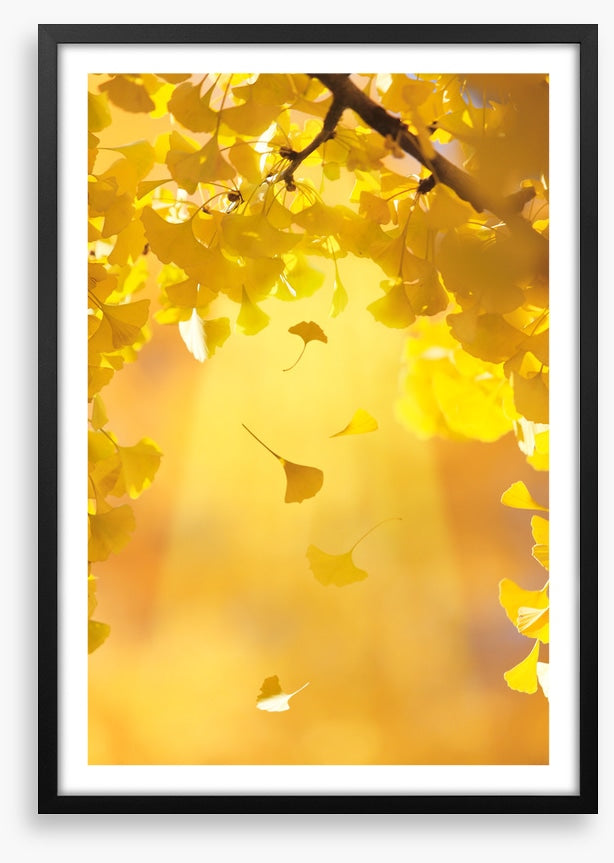 Golden ginkgo fall