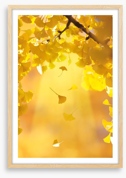Golden ginkgo fall