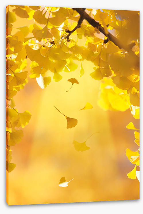 Golden ginkgo fall