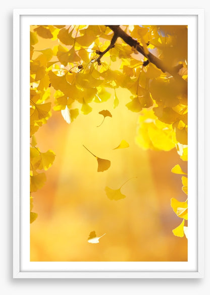 Golden ginkgo fall