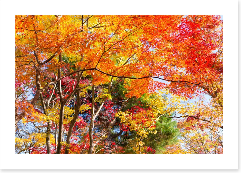 Fiery fall foliage