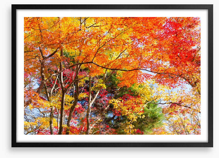 Fiery fall foliage