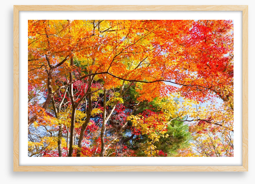 Fiery fall foliage