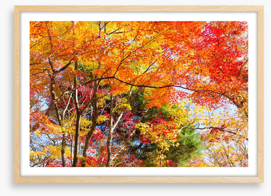 Fiery fall foliage